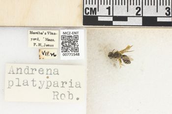 Media type: image;   Entomology 771548 Aspect: Labels